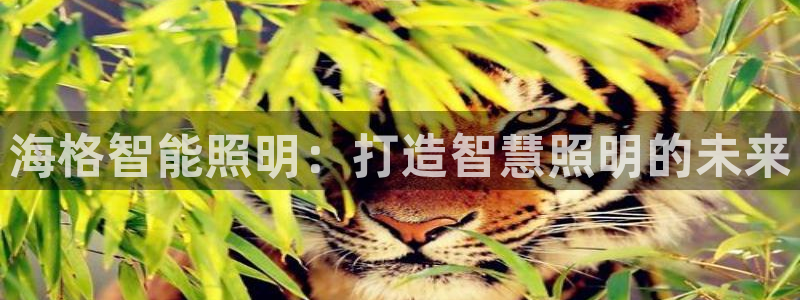 云顶集团 中国排名第几