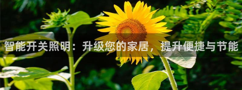 云顶集团简介