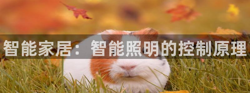 云顶国际服s9什么时候更新的