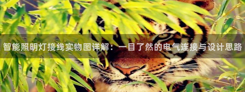 云顶国际物流官网